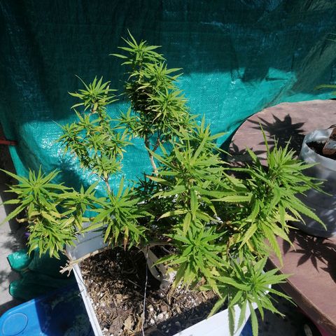 Mango Biche growlog photo: El buen revegete 