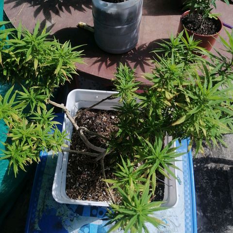Mango Biche growlog photo: El buen revegete 