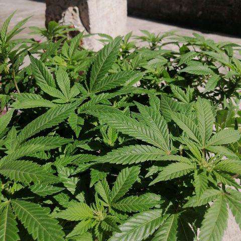 Banana runtz prime  growlog photo: La consentida 