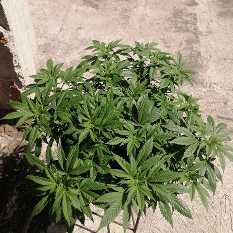 Banana runtz prime  growlog photo: La consentida 