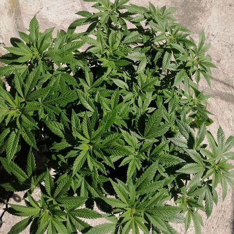 Banana runtz prime  growlog photo: La consentida 