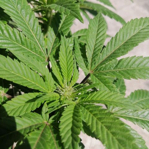 Banana runtz prime  growlog photo: 2 semana de 🌸 