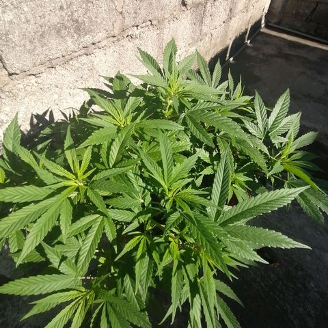 M8 krauser growlog timeline photo