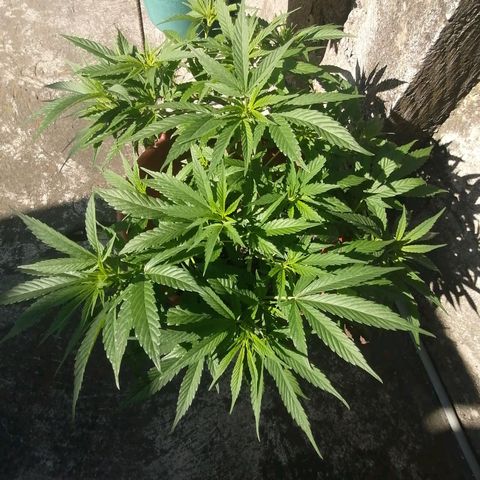 M8 krauser growlog timeline photo