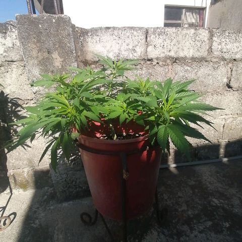 M8 krauser growlog timeline photo