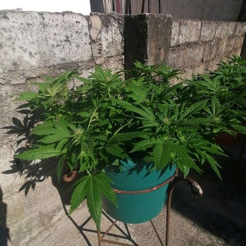 Banana runtz prime  growlog timeline photo