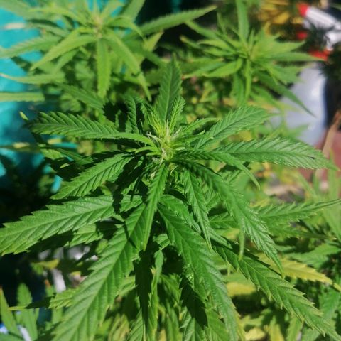Mango Biche growlog timeline photo