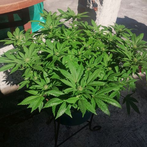 Banana runtz prime  growlog timeline photo