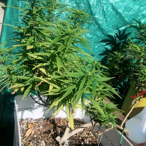 Mango Biche growlog timeline photo