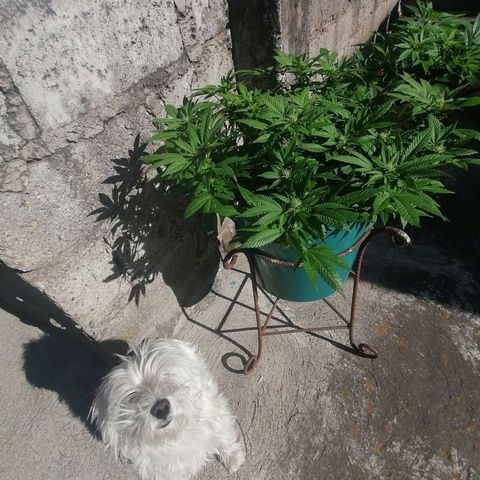 Banana runtz prime  growlog timeline photo