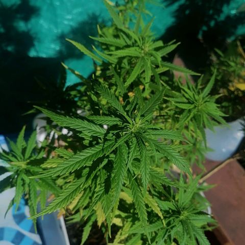 Mango Biche growlog timeline photo