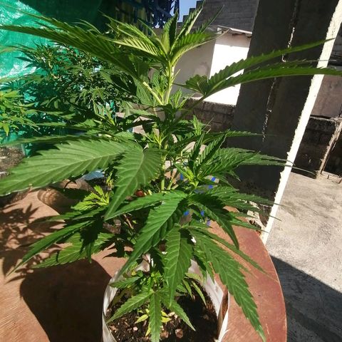 Washing machine gama growlog timeline photo