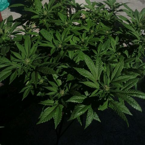 Banana runtz prime  growlog timeline photo
