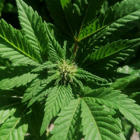 Banana runtz prime  growlog timeline photo
