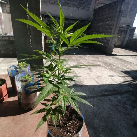 Washing machine beta growlog timeline photo