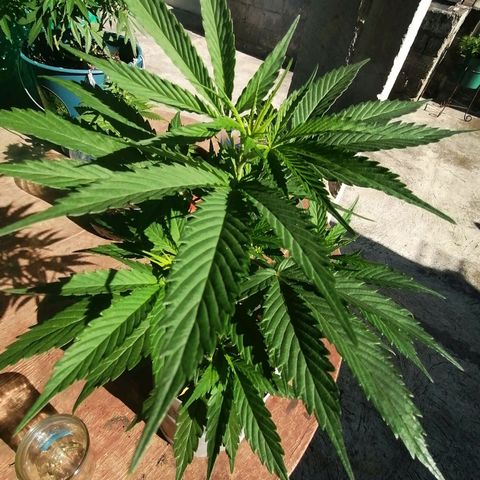 Washing machine gama growlog timeline photo