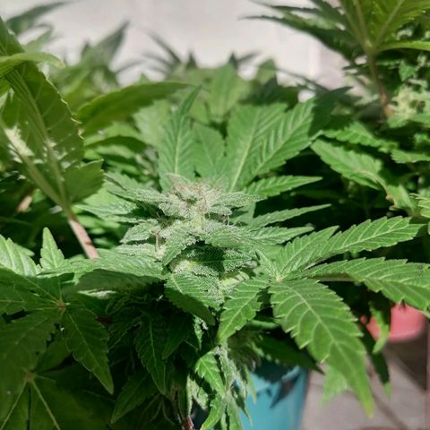 Banana runtz prime  growlog timeline photo