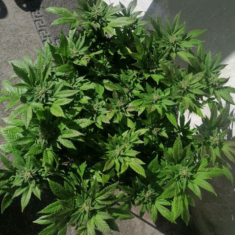 Banana runtz prime  growlog timeline photo
