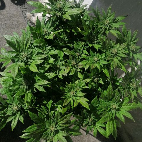 Banana runtz prime  growlog timeline photo