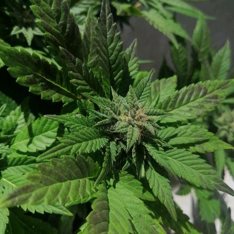 Banana runtz prime  growlog timeline photo