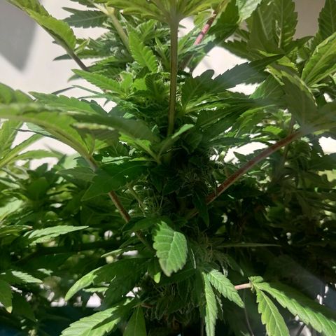 Banana runtz prime  growlog timeline photo