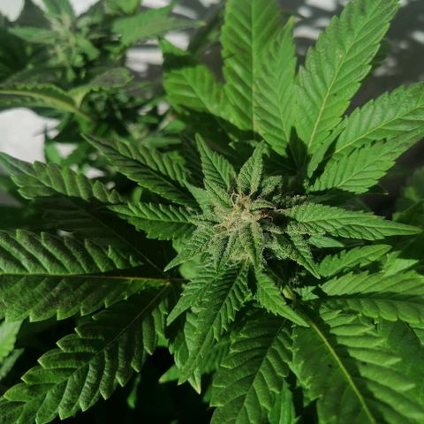 Banana runtz prime  growlog timeline photo