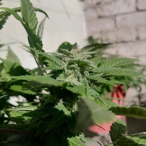 Banana runtz prime  growlog timeline photo