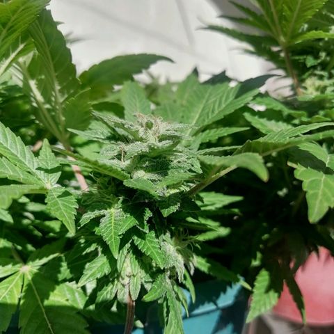 Banana runtz prime  growlog timeline photo