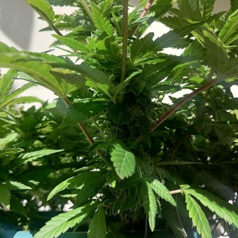Banana runtz prime  growlog timeline photo