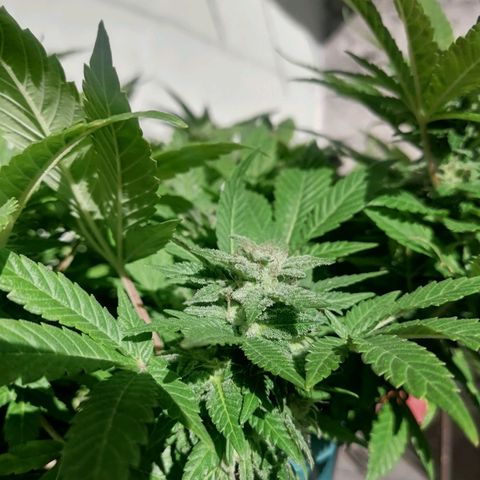 Banana runtz prime  growlog timeline photo