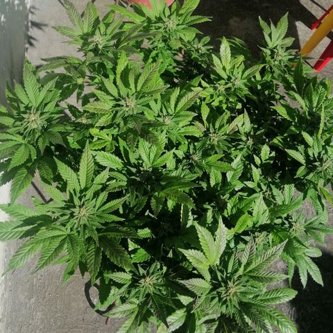 Banana runtz prime  growlog timeline photo