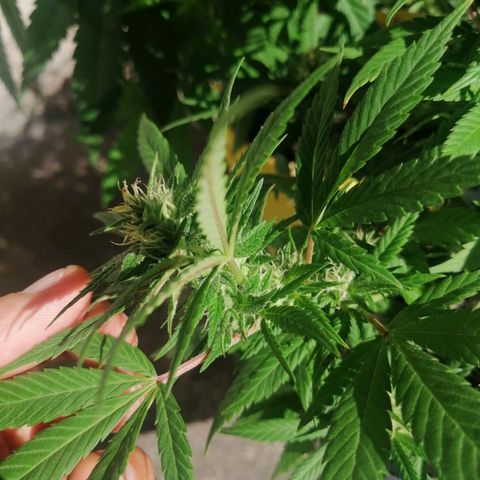 Banana runtz prime  growlog timeline photo