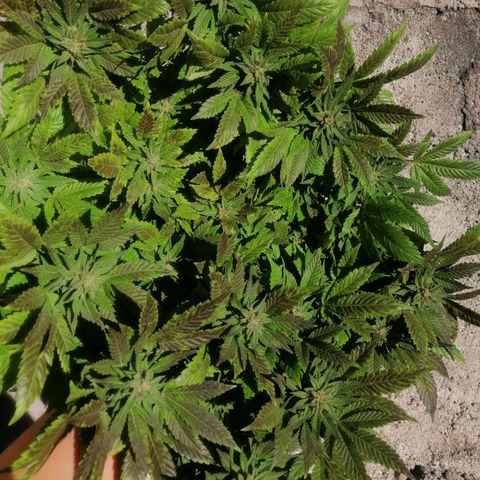 Banana runtz prime  growlog timeline photo