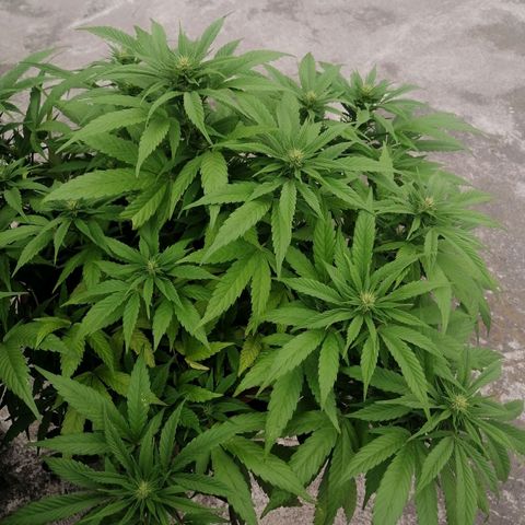 M8 krauser growlog timeline photo