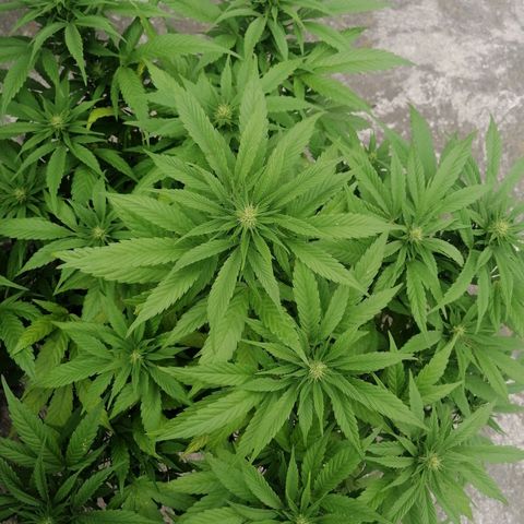 M8 krauser growlog timeline photo