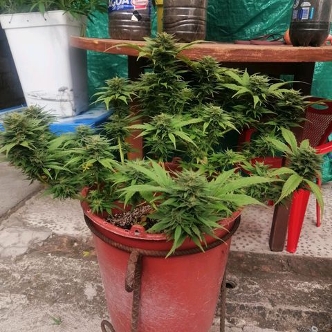 M8 krauser growlog timeline photo