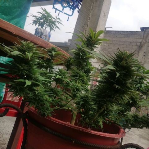 M8 krauser growlog timeline photo