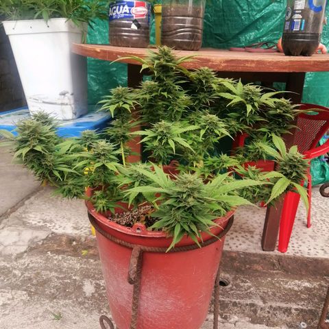 M8 krauser growlog timeline photo