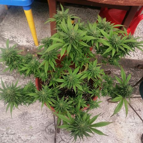 M8 krauser growlog timeline photo