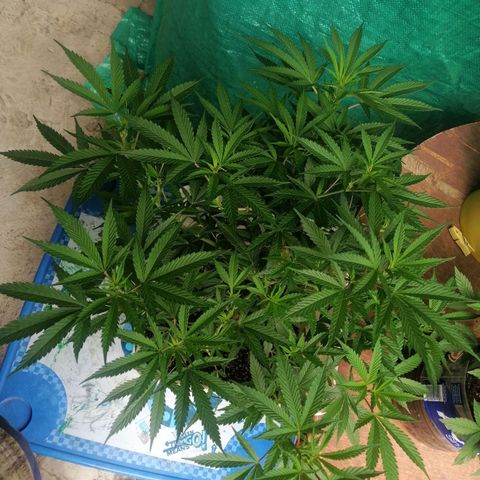 Washing machine gama growlog timeline photo