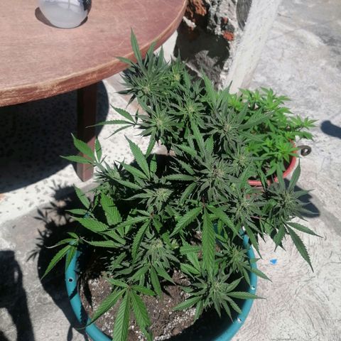 Washing machine beta growlog timeline photo