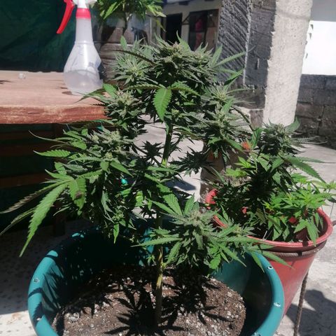 Washing machine beta growlog timeline photo
