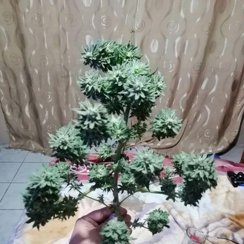 Washing machine beta growlog timeline photo