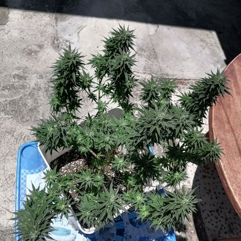 Washing machine gama growlog timeline photo