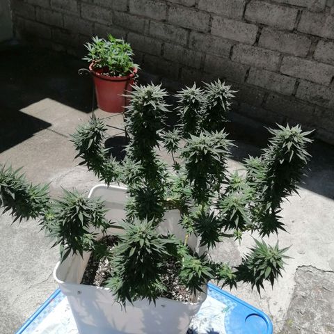 Washing machine gama growlog timeline photo