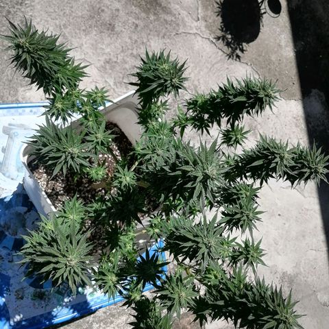 Washing machine gama growlog timeline photo