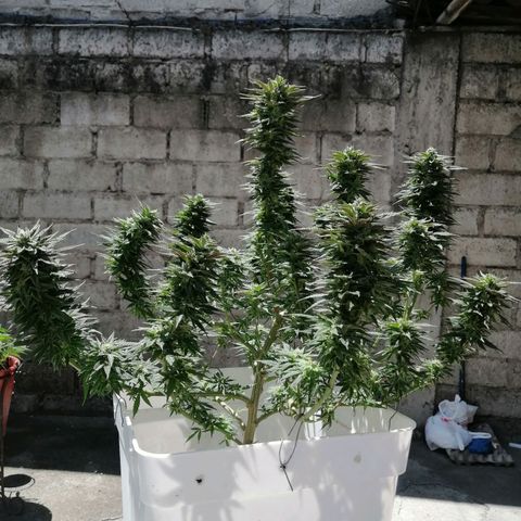 Washing machine gama growlog timeline photo