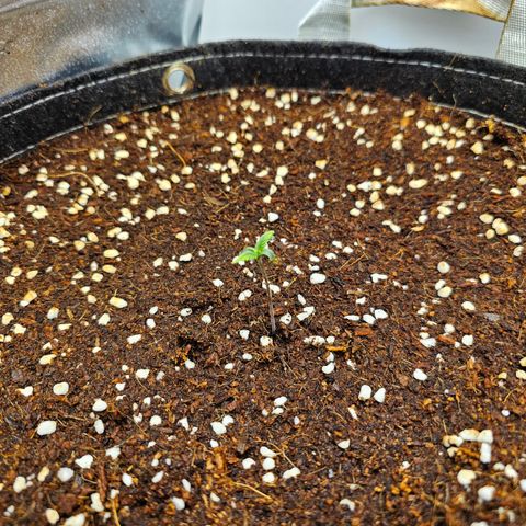 White Widow Autoflower - Indoor growlog photo: Grew a bit