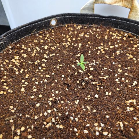 White Widow Autoflower - Indoor growlog timeline photo