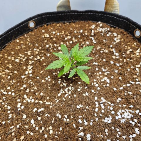 White Widow Autoflower - Indoor growlog timeline photo